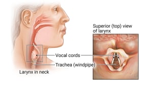 Larynx (Voice Box) Cancer | University of Michigan Health